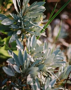 158 Lemongrass Bodylotion 240 ml