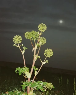 158 Lemongrass Bodylotion 240 ml