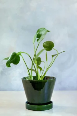 Bergs Potter Krukor-Julie Kruka Med Fat , 19 cm