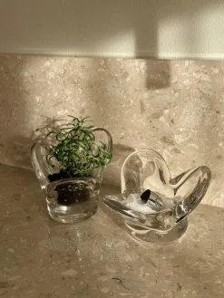 Visser Ljuslykta, Brun