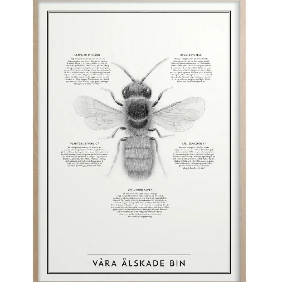 Våra Älskade Bin Poster 50x70 cm